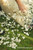 Wedding Petals for Aisle