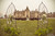 Asley & Clay's Wedding with Flyboy Naturals Ivory Peony Petals at the Biltmore Estate.