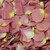 Alluring Pink Petals