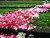 Art Installation UCC-2- June 2010