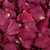 Fame Preserved Freeze Dried Rose Petals