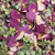 Misbehavin Preserved Freeze Dried Rose & Hydrangea Petals