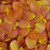 Vavoom preserved freeze dried rose petals