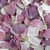 Ivory Pink Lavender Preserved Freeze Dried Rose Petals Fragrant