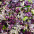 Assorted Lilac Petals - 15 cups Freeze-Dried Petals