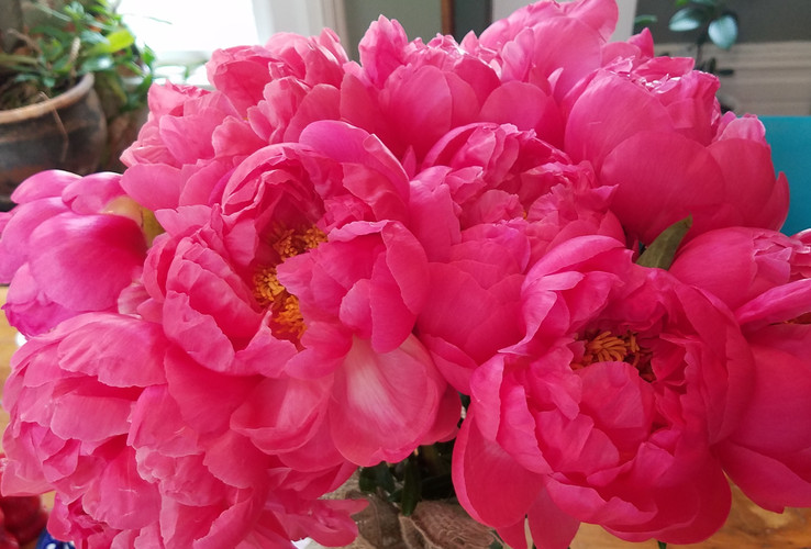 ​Peonies, Peonies, Peonies!!!