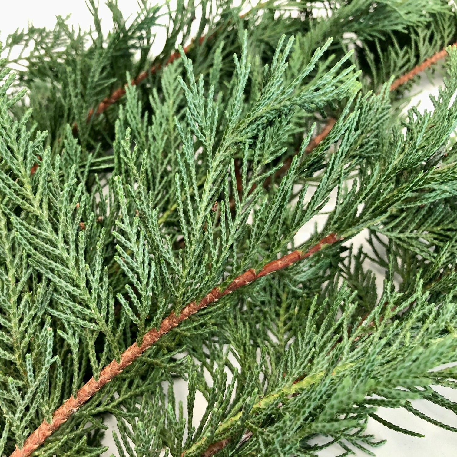 Christmas Greens | Holiday Decorations