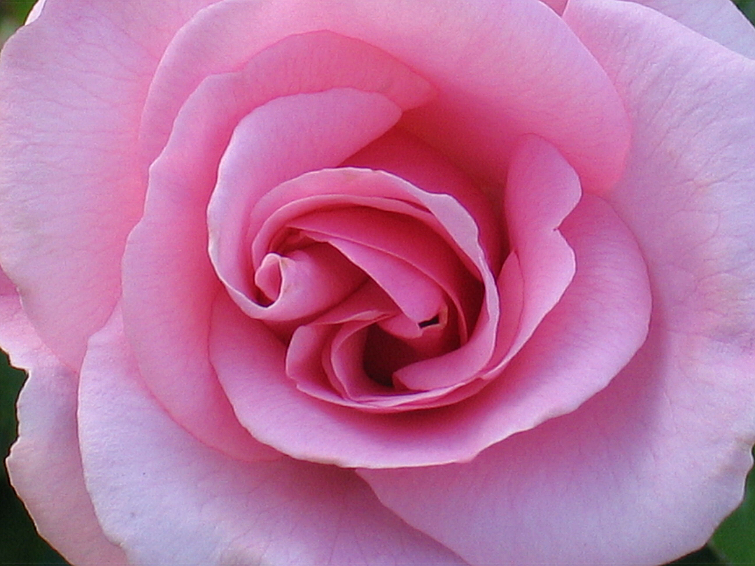 Tips for extending fresh cut flower vase life Flyboy Naturals, Inc