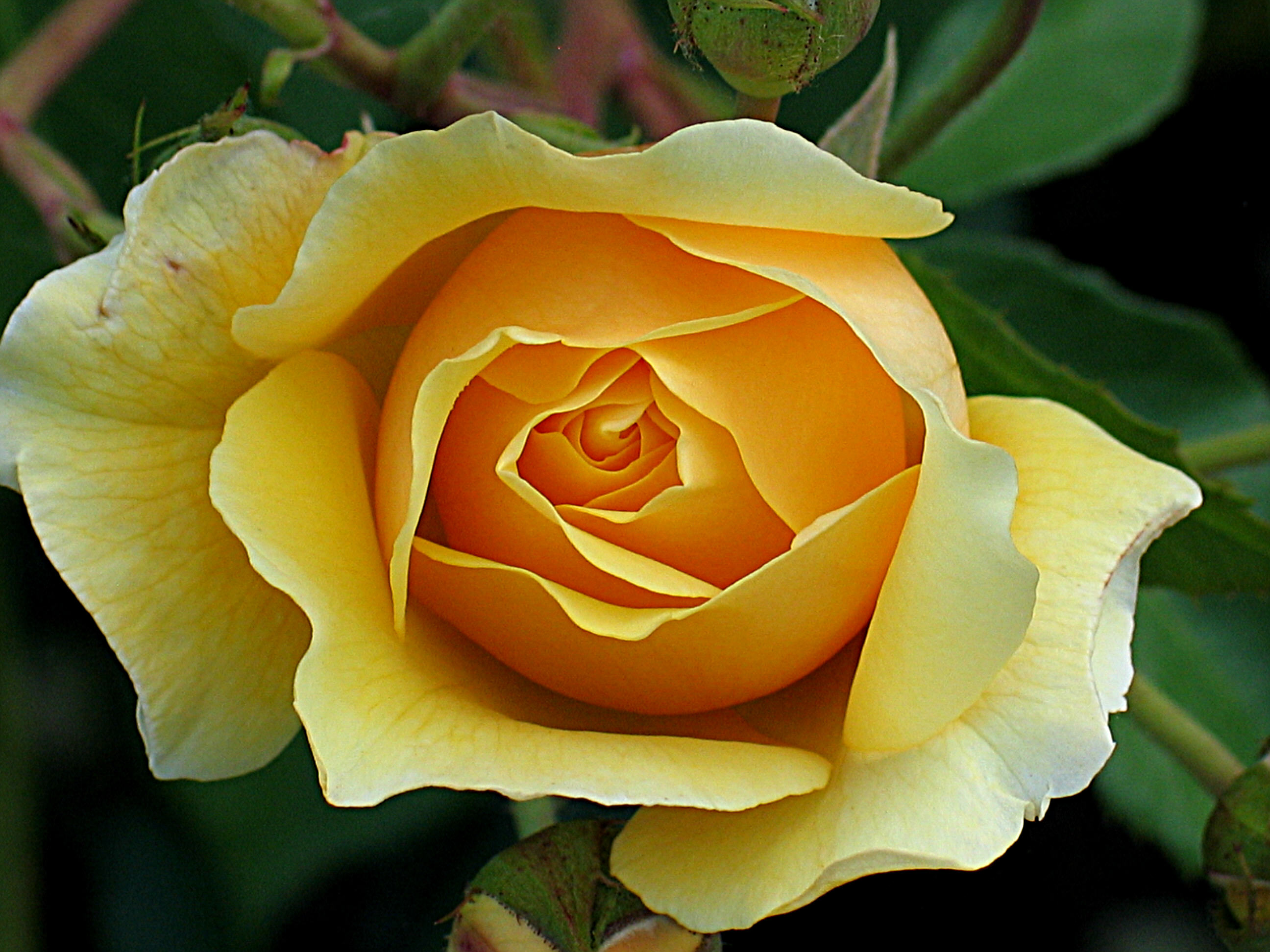 Tips for extending fresh cut flower vase life Flyboy Naturals, Inc