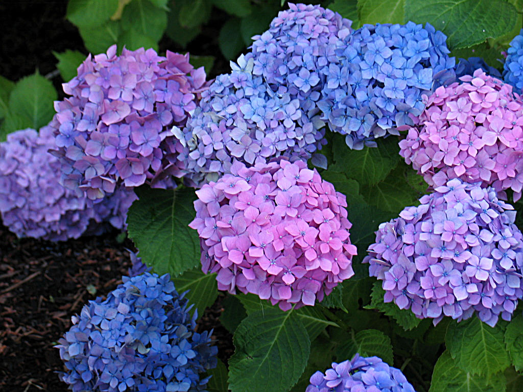 Tips for extending fresh cut flower vase life Flyboy Naturals, Inc