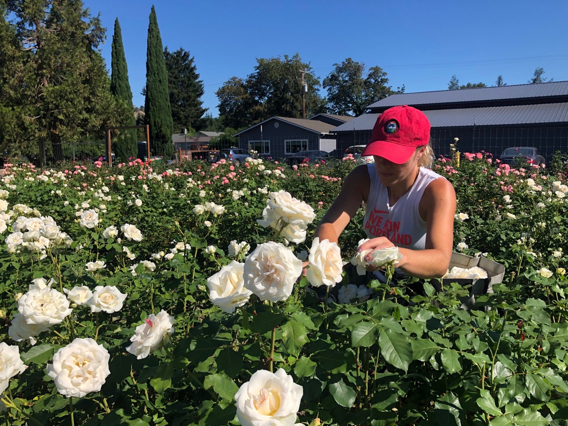 flyboy-naturals-nicole-harvesting-bridal-white-roses-2022.-332621987-1403664673713279-9094401390905040272-n.2023.4.12.jpg