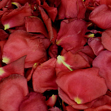 Huntington Library, Art Collection & Botanical Gardens