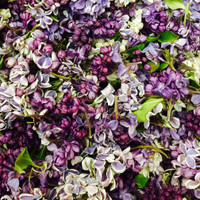 Assorted blend of eco-friendly, freeze dried lilac petals by Flyboy Naturals