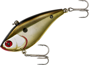 Gold Shiner Gold Shiner