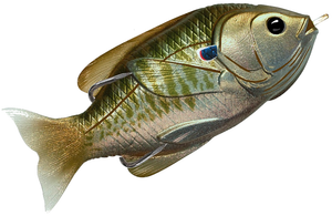Olive Metallic Bluegill Olive Metallic Bluegill