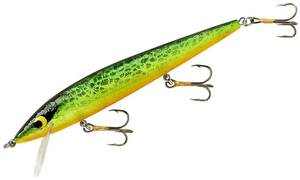 Lacy Tiger Lacy Tiger