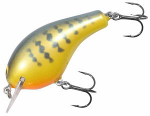 Orange Belly Gill Orange Belly Gill