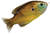 Copper Pumpkinseed