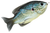 Blue Yellow Pumpkinseed