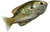 Olive Metallic Bluegill
