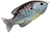 Blue Metallic Bluegill