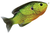 Florescent Pumpkinseed