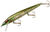 Emerald Shiner