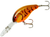 Brown Craw Orange Belly