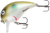 Green Pearl Shad