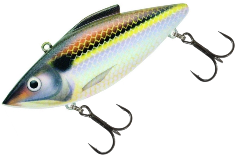 Gizzard Shad