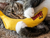 Catnip Banana toy