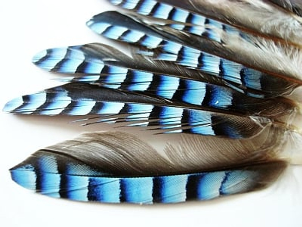 Blue Jay Wings for Fly Tying, Blu Jay Feathers, For Making Flies, Fly Tying  7427000553504
