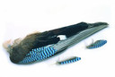Veniard Blue Jay Whole Wings