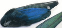 Veniard Magpie Wings Whole