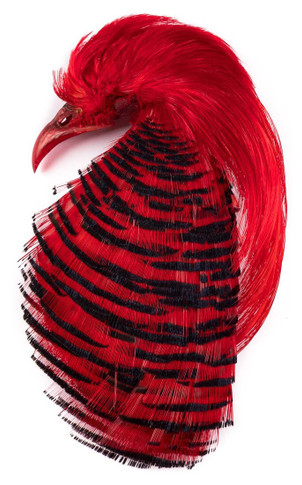 Golden Pheasant Complete Head Dyed Red (1st)