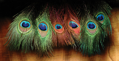 Peacock Eye Tops