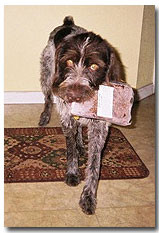 Excel K9 Diet Beef Tripe (Choose Size to View Price) 