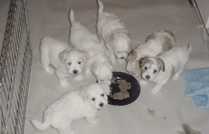 Excel K9 Diet Clyde's Diet, 1 lb.