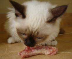 Chicken Necks (per lb.)