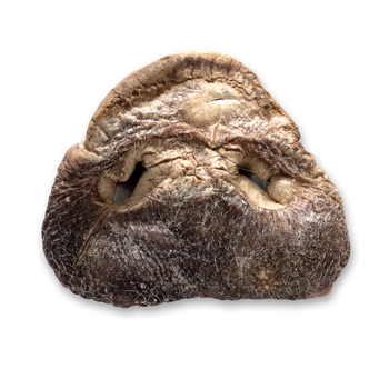 Freeze Dried Pig Snout