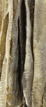 Icelandic+ Cod Long Skin Strip (approx. 20" long)