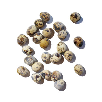 Savage Cat Freeze Dried Quail Eggs (2.75 oz.)