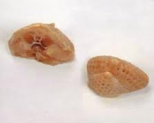 Turkey Tails (per lb .)