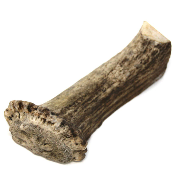 The Natural Dog Company Huge Moose Antler