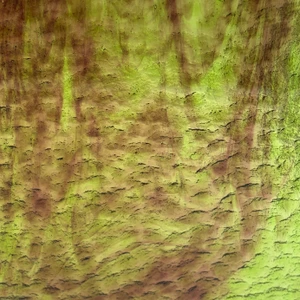 Phantom Forest