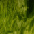 163LL (Two Greens, Clear) Streaky Art Sheet Glass by KOG Kokomo Opalescent Glass Smooth Texture
