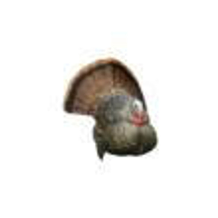 AVIAN Avian-X LCD Strutter Turkey Decoy 