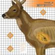 Champion X-Ray Paper Target - Deer Target 25"x25" (6-Pack) 