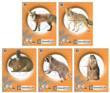 Champion Critter Series Targets - 11" X 14" 10/Pack 