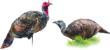 Montana Decoy Has A PURR-FECT Turkey - Fin And Field Blog